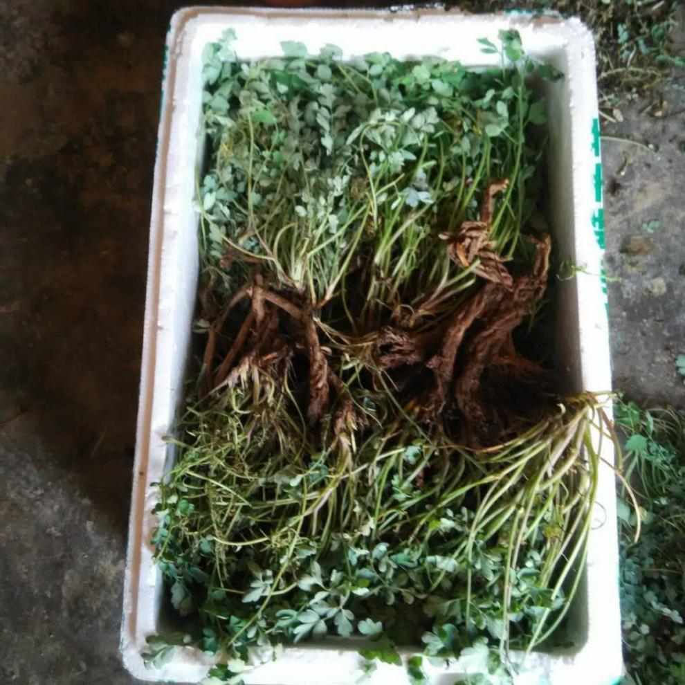 岩黄连中草药广西岩黄莲茶新鲜干货岩胡岩连菊花黄连