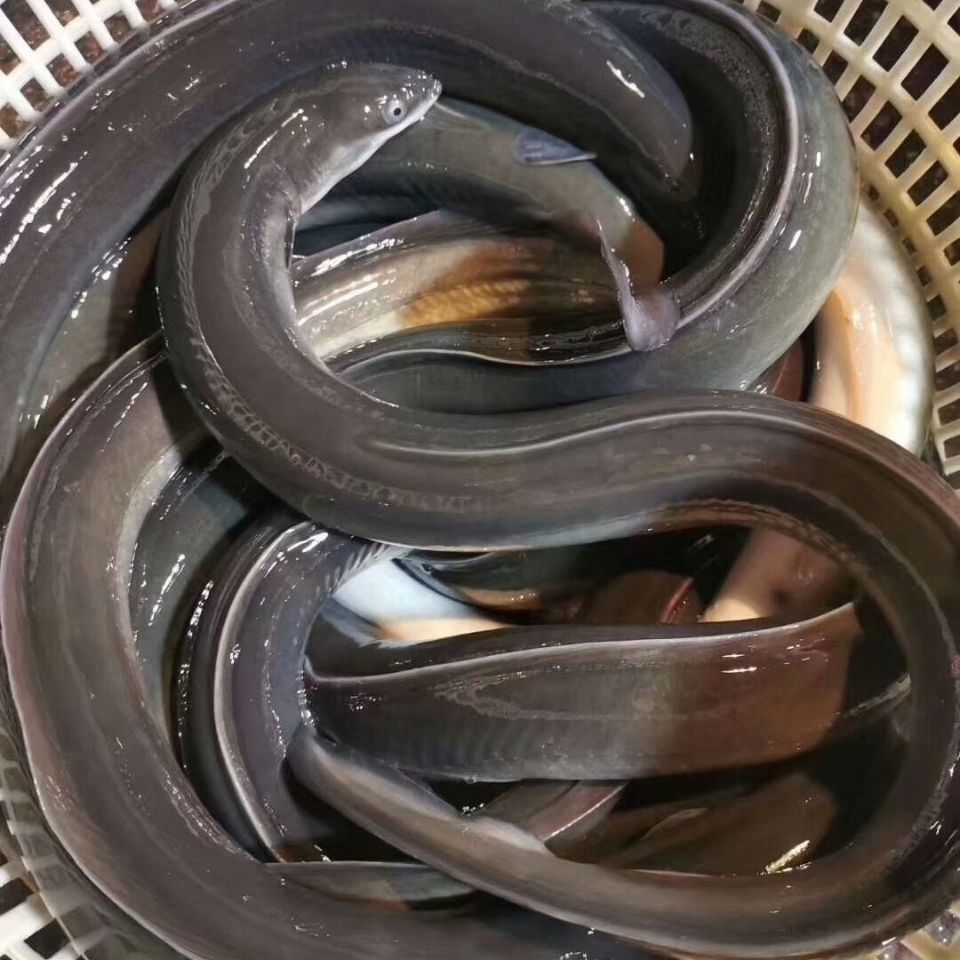 淡水河鳗鱼黑鳗白鳗鱼鲜活现捕鳗鱼整条鲜活生鲜鳗鱼 禧客鲜 1.