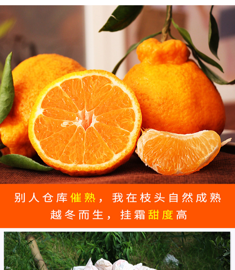 丑柑跟耙耙柑的区别(丑柑跟耙耙柑有啥区别)