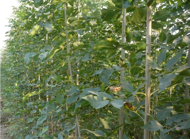 绿化苗木白蜡树苗白蜡杆树苗速生白腊树苗对节白蜡大小苗白腊8012米高