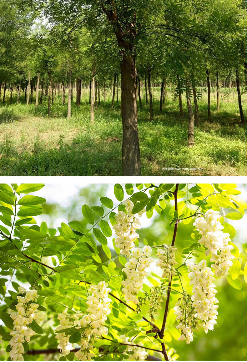 国槐树苗庭院大型洋槐龙爪槐黄金园林绿化风景工程苗木槐花刺槐树洋槐