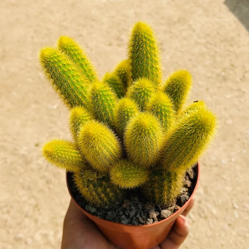 园艺黄金条黄金纽多头群生仙人柱会开橘花仙人球易活花卉盆栽单头黄金