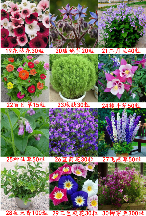 花种四季开花春夏秋冬天播大全易活阳台盆栽花种籽子