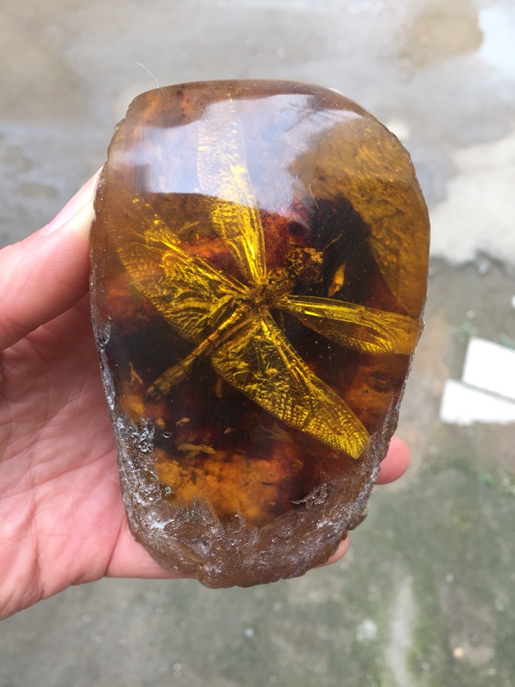 昆虫标本人工琥珀蜜蜡原石真昆虫标本摆件螃蟹知了蝎子蝴蝶学生创意