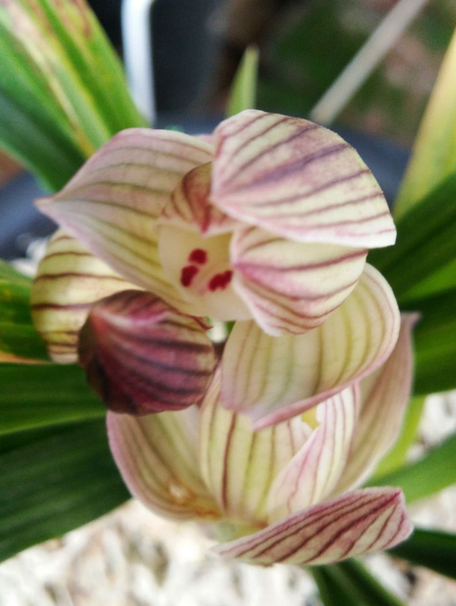 当年开花兰花苗盆栽莲瓣兰蟠桃圣荷客厅绿植花卉兰花露天养殖自然老种