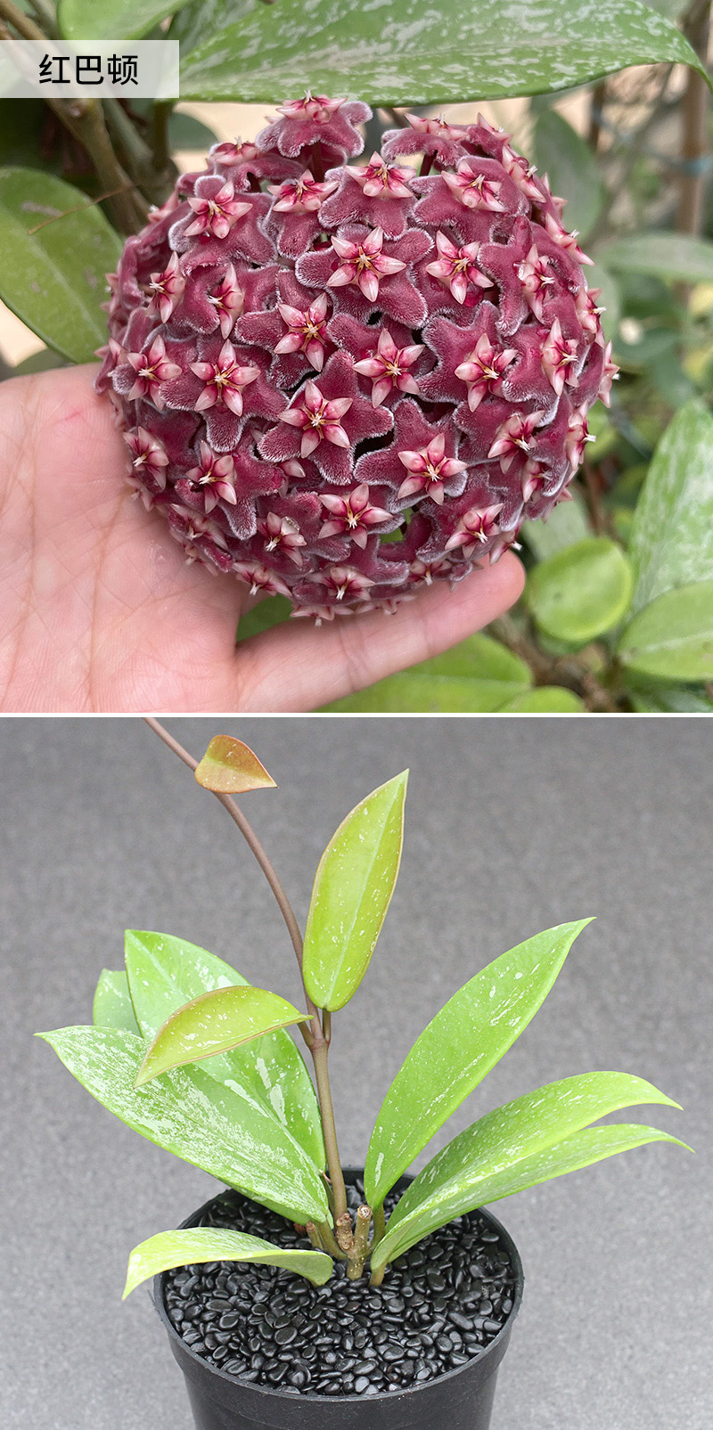 叠勖 植物员外 球兰集合 红巴顿黑巴顿火红羊脂垂吊攀援爬藤花卉盆栽