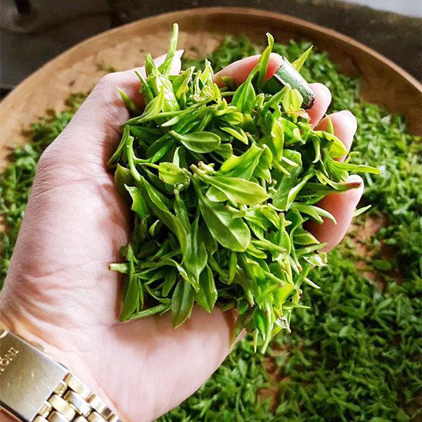 回春集 2022明前春茶广西桂平西山绿茶红茶云雾茶炒青茶叶罐装125g