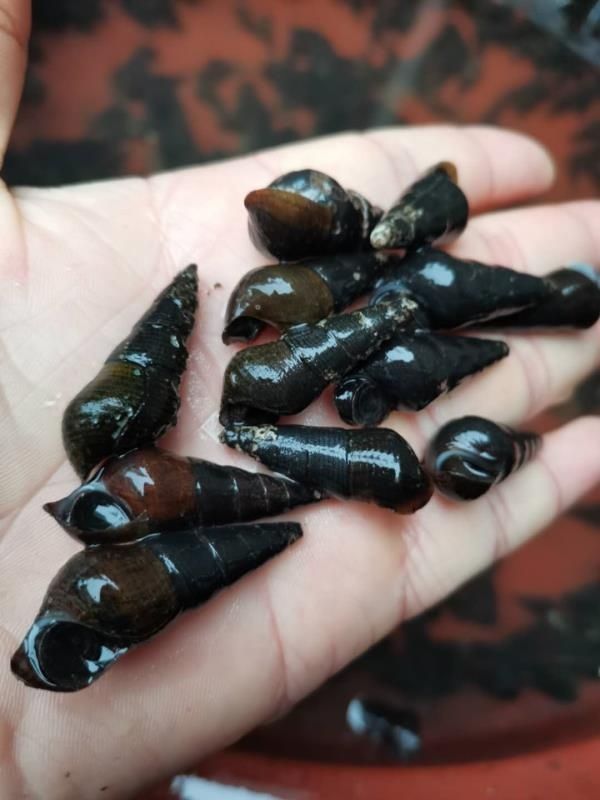 广西新鲜山坑螺野河坑螺黑钉螺黑螺长螺丝山螺特产 5斤中大个【图片