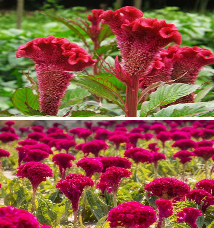 中药材野生鸡冠花红鸡冠花无硫鸡冠花鸡冠花磨粉500克