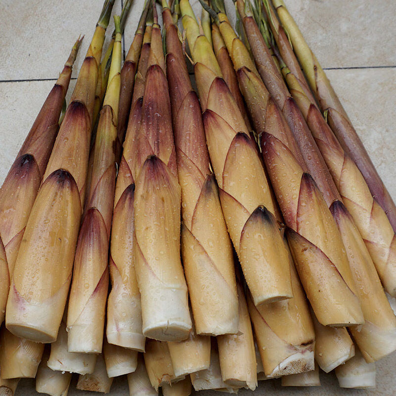 现发 野生新鲜苦笋四川乐山甜竹笋 春笋子苦竹笋嫩笋带壳 小笋4斤