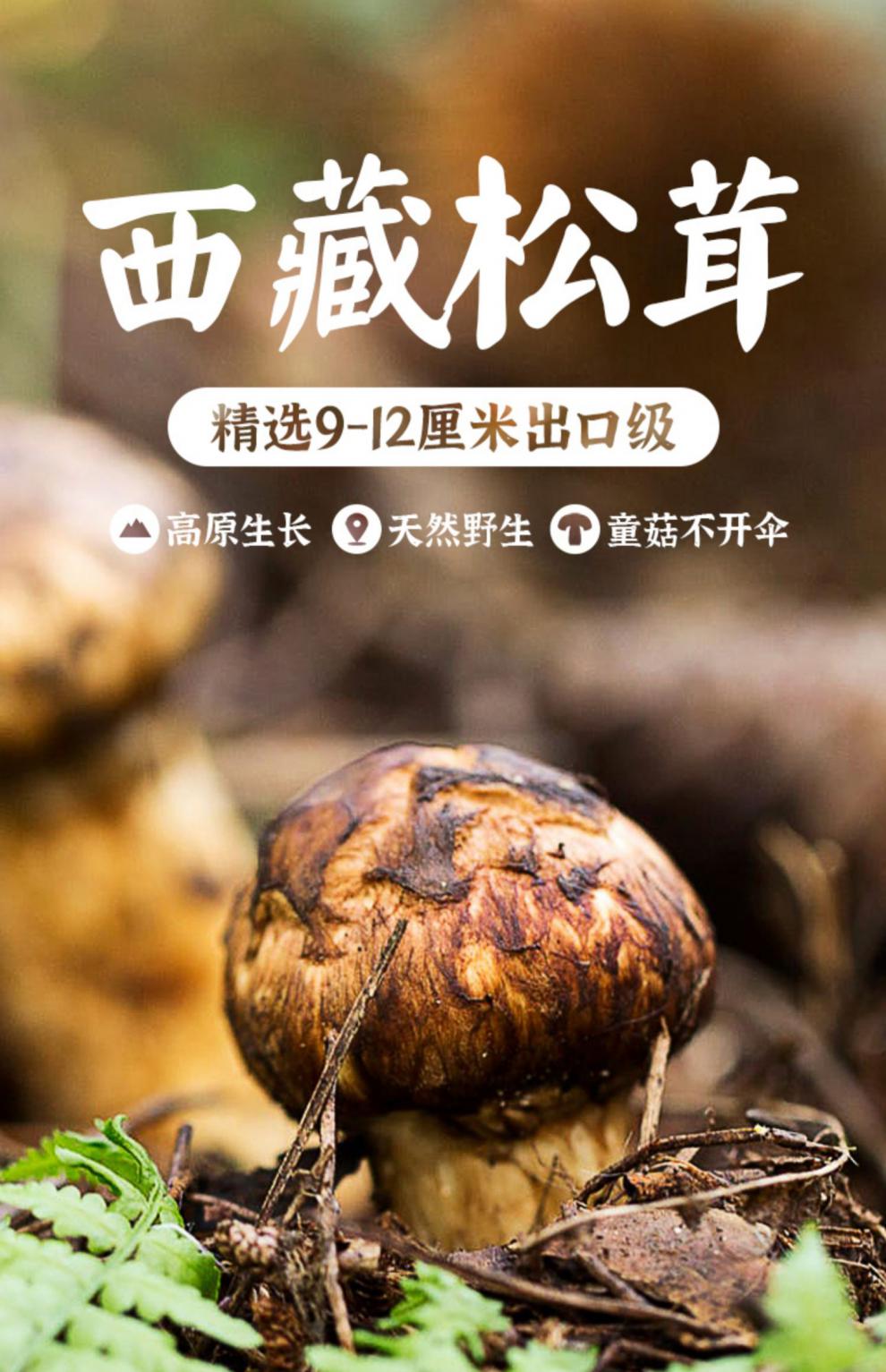 5折 西藏新鲜菌9-15cm非云南新鲜松茸松蘑500g 15cm以上 3-5个【高端