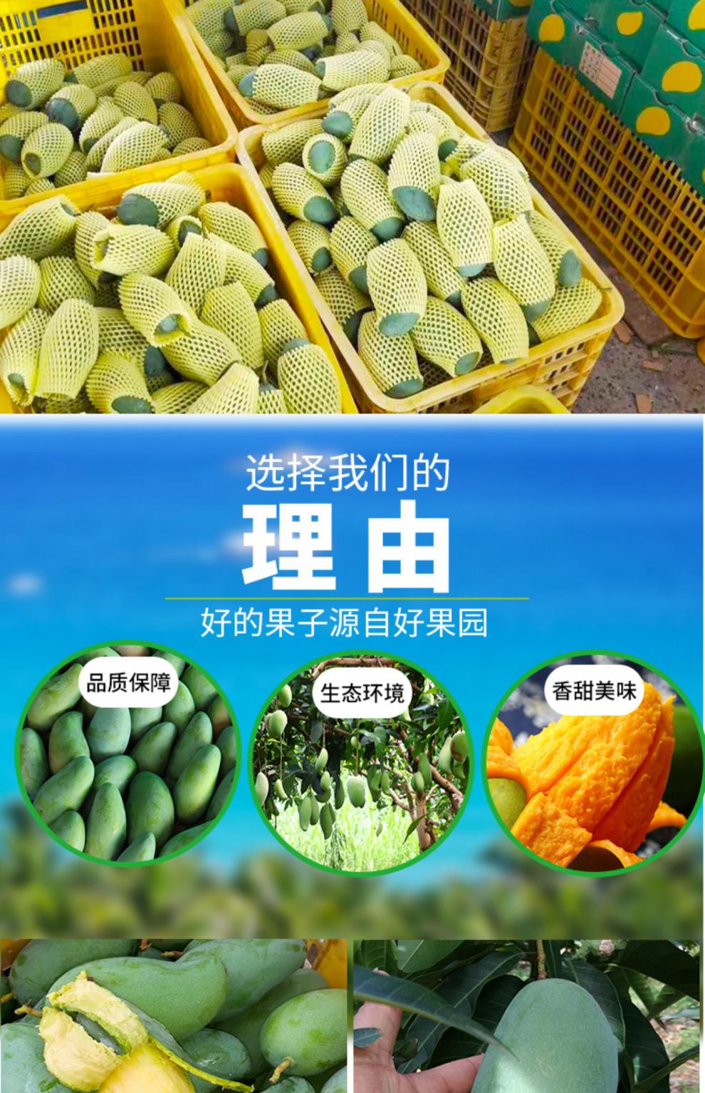 正宗广西百色桂七芒果 10斤送礼贵七特级田东青芒大果青皮芒果礼盒特