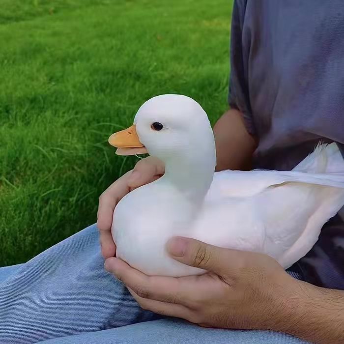 飞嘟乐 柯尔鸭活物柯达鸭s级宠物鸭科尔鸭网红可达鸭柯尔鸭活体宠物