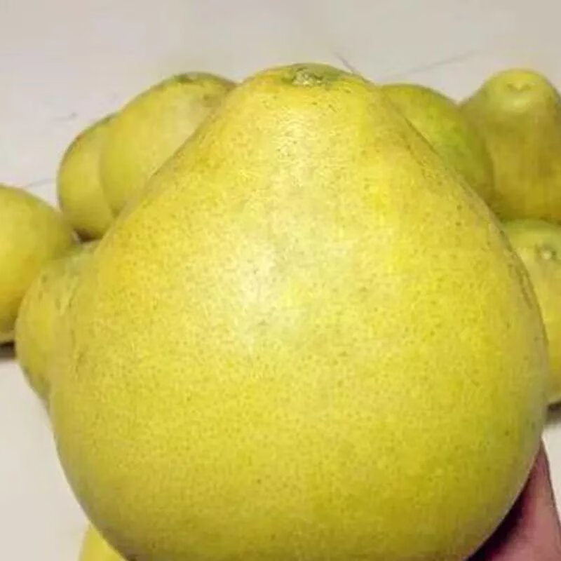 【精选】湖南怀化安江冰糖柚子新鲜水果老树冰糖柚白心柚小 品尝价(1