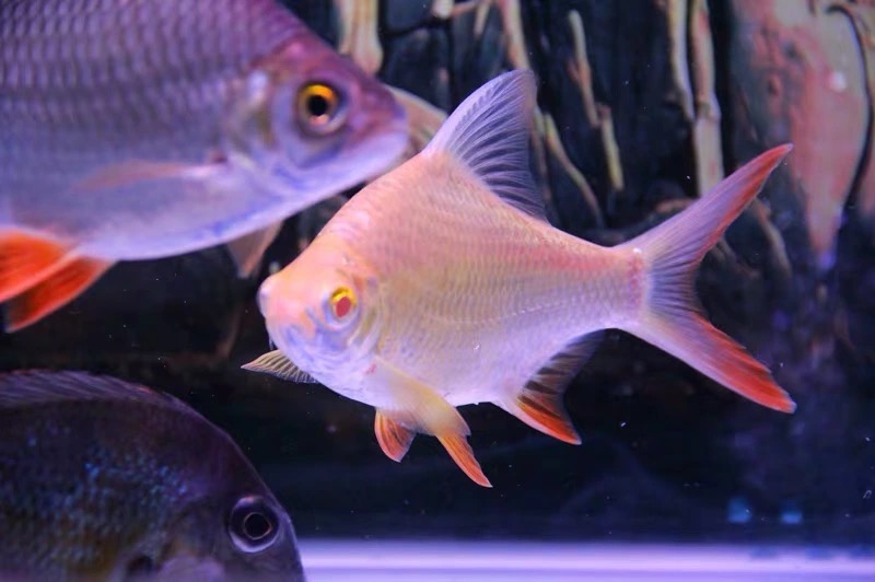 麦基乐双线侧鱼泰国鲫鱼热带观赏鱼活体金凤银凤飞凤鱼龙鱼配鱼好养耐