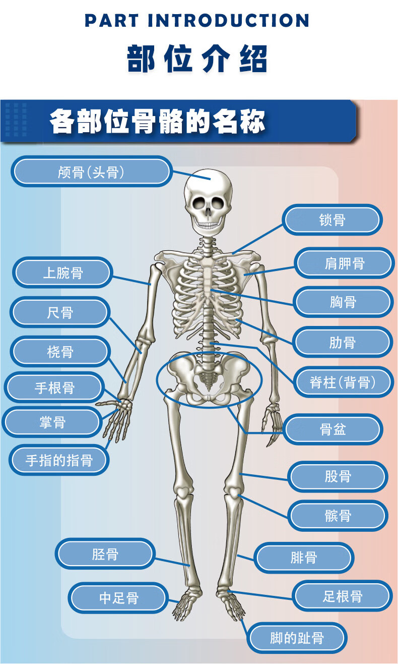 医学内脏人体器官玩具人体骨架模型内脏模型仿真可拆卸医学教具科教类
