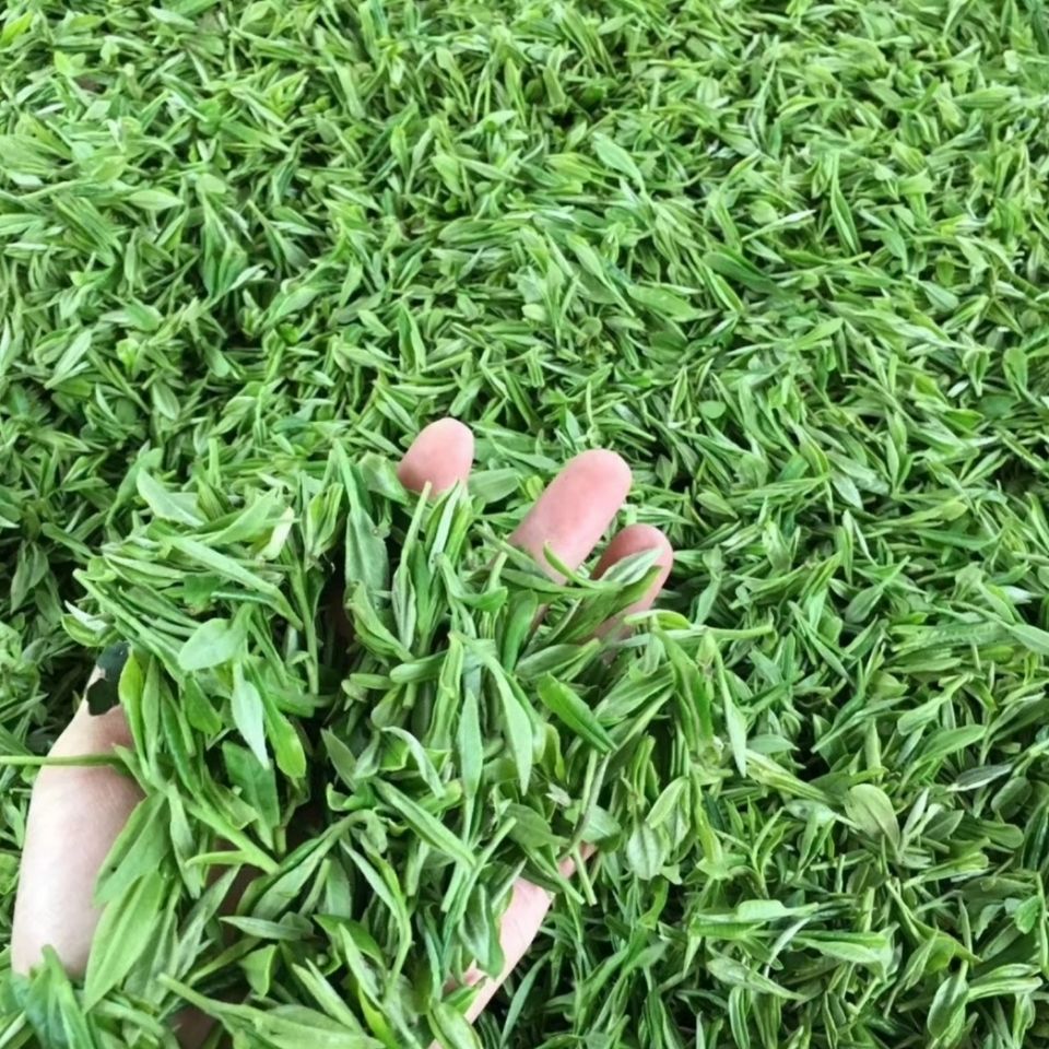fghgf 正宗湖北保康炒青绿茶2022新茶浓香型袋装茶叶500g 500g 500g