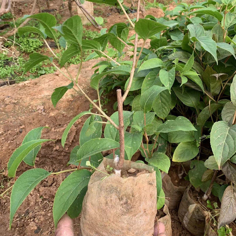 批发正宗嫁接软枣猕猴桃苗原盆原土南北方室内外栽种红心软枣树苗正宗