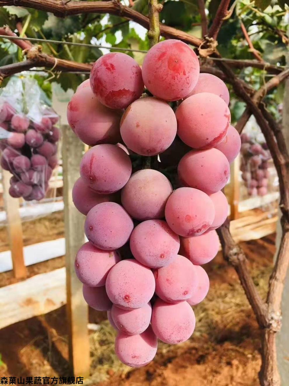 森菓山【顺丰空运】浙江妮娜皇后葡萄 红宝石葡萄新鲜红提子罗马红