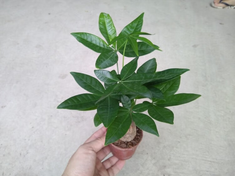 发财树苗盆栽辫子独杆小盆景金钱树发财树小苗落地大发财树办公客厅