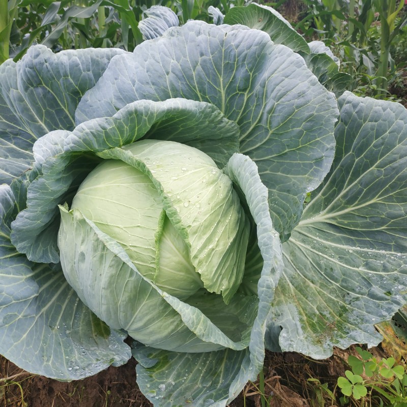 重庆莲花白农家种植包菜圆白菜包心菜甘蓝新鲜蔬菜卷心菜 3斤【图片