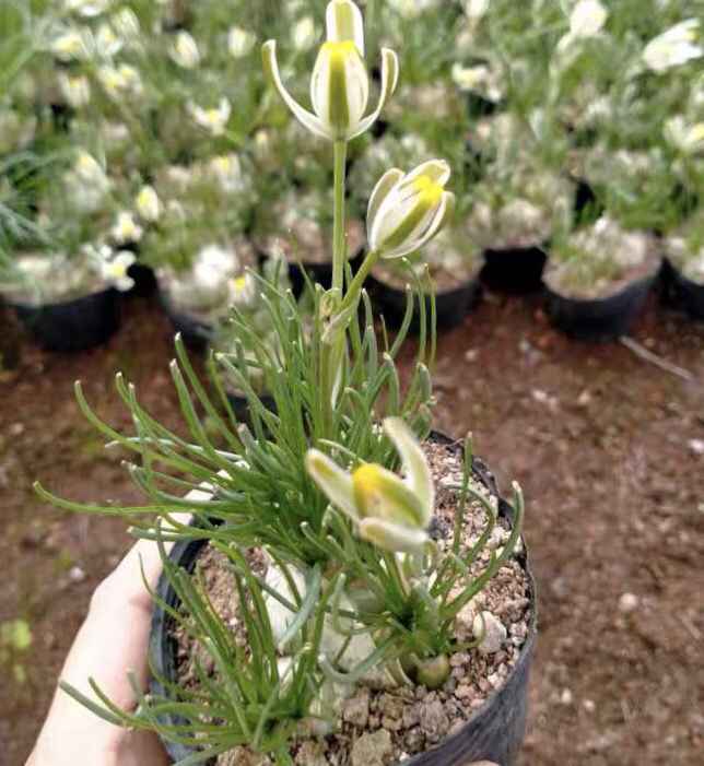 【精品绿植】小苍角殿哨兵花球茎多肉植物开花特有奶油香味香水兰百合