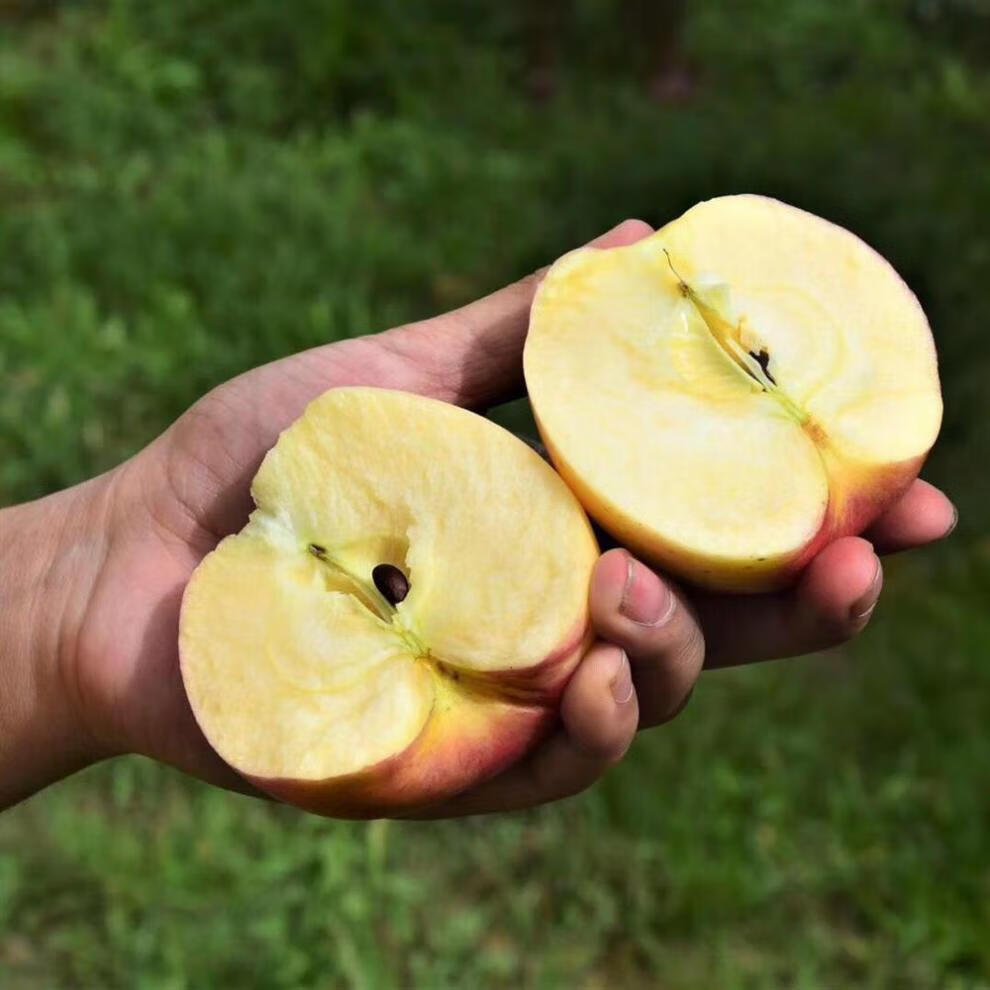 颜曼箐 【新疆直发】正宗新疆阿克苏嘎啦果苹果新鲜水果精选果当季 75