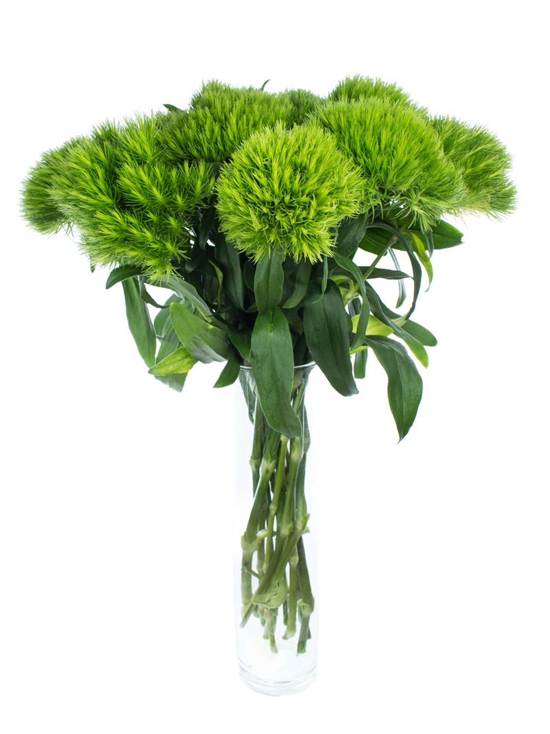 【夏日小清新】绿毛球鲜花 绿毛球绿石竹鲜花云南昆明斗南基地发摆盘