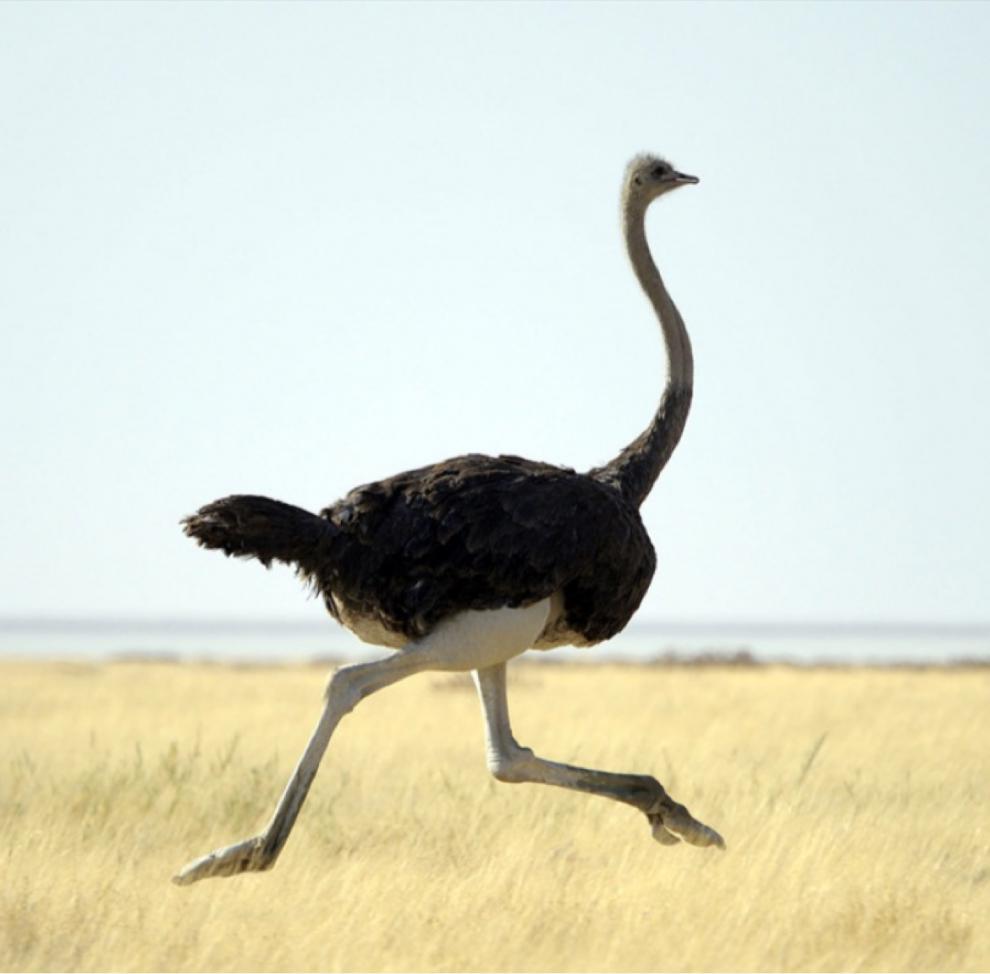 荣郁鸵鸟活体大型非洲鸵鸟苗澳洲活苗幼苗幼崽鸸鹋小鸵鸟幼苗成年鸵鸟