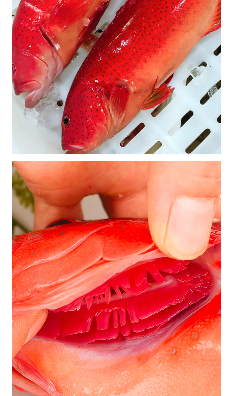 现捕新鲜东星斑石斑鱼鲜活燕尾斑深海海鱼瓜子斑海鲜水产红斑腾旺纳跃