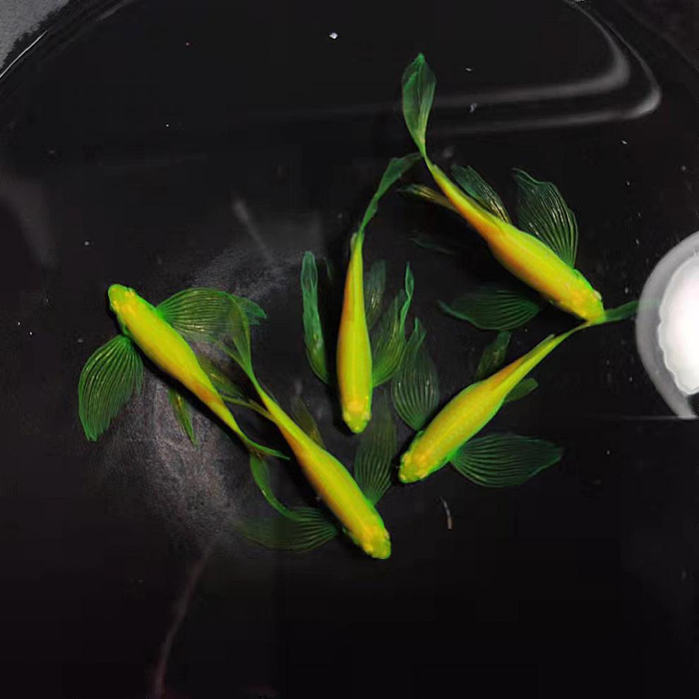 蝶翼长尾斑马鱼热带长鳍翡翠斑马观赏鱼高帆繁殖金鱼活鱼淡水好养