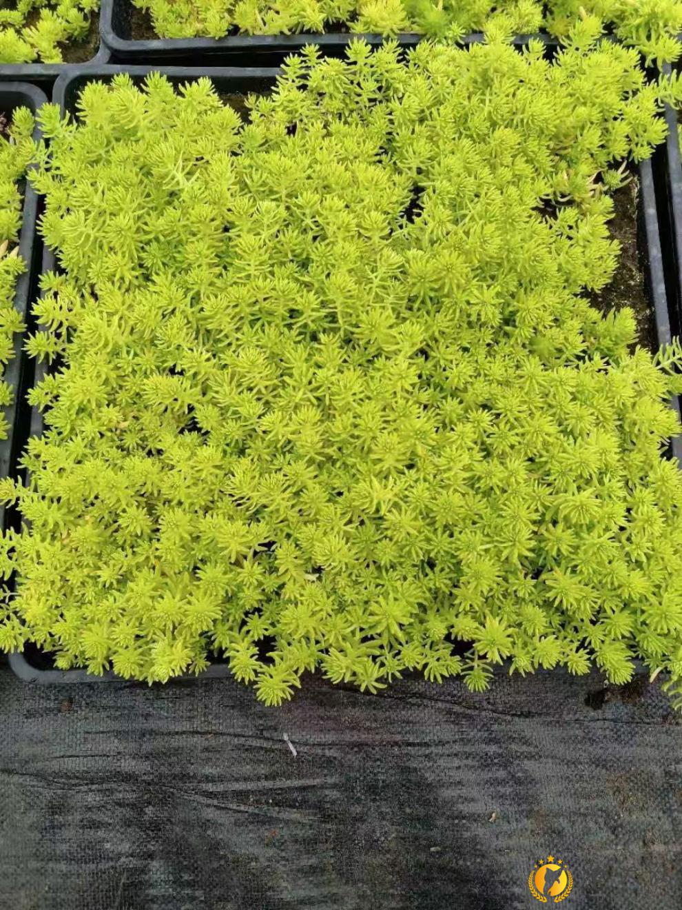 容器盆栽中华景天蓝色金色佛甲草苗定制聚喆 黄金佛甲带土一斤【图片