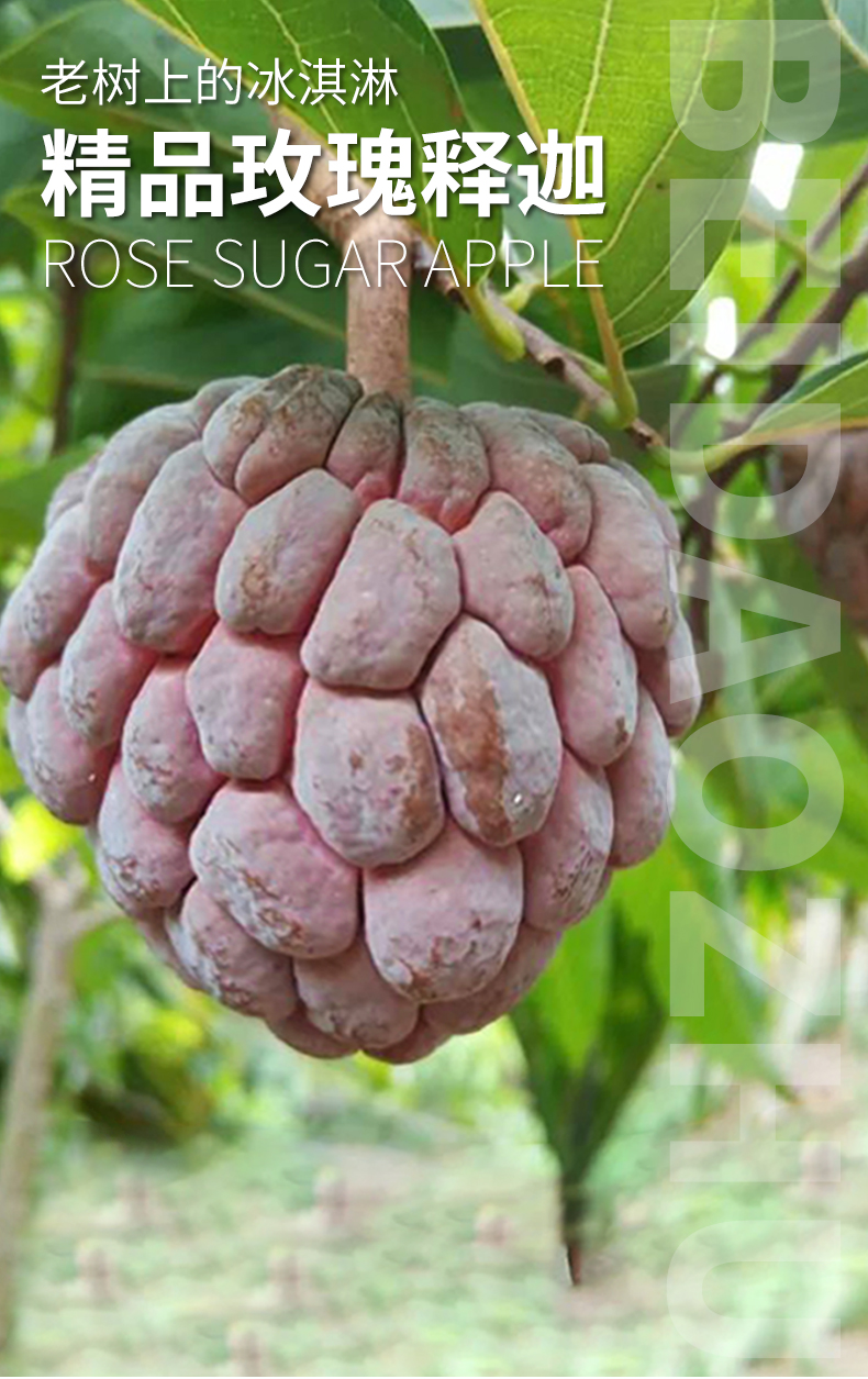 海南红玫瑰释迦果新鲜水果红皮大目释迦番荔枝高端稀有罕见孕妇水果