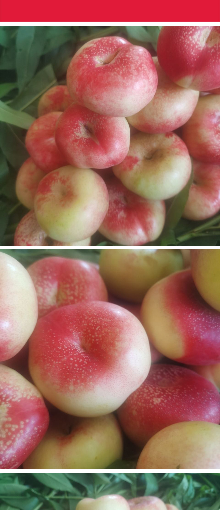 陕西纽扣油蟠桃 5斤渭南应季纯甜扁桃无毛小蟠桃 500g 纽扣油蟠桃