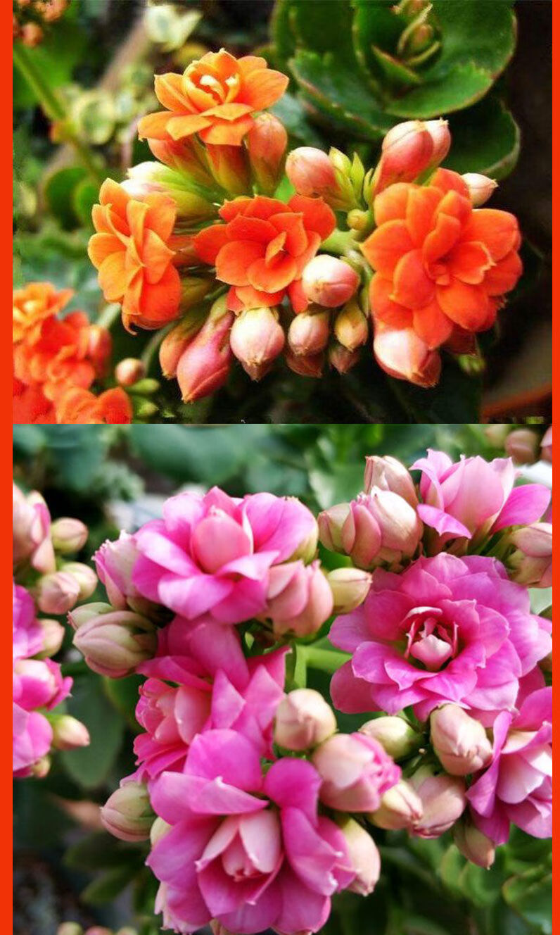 长寿花盆栽重瓣巴黎大花品种四季开花植物花卉长寿花大盆绿色含花苞原