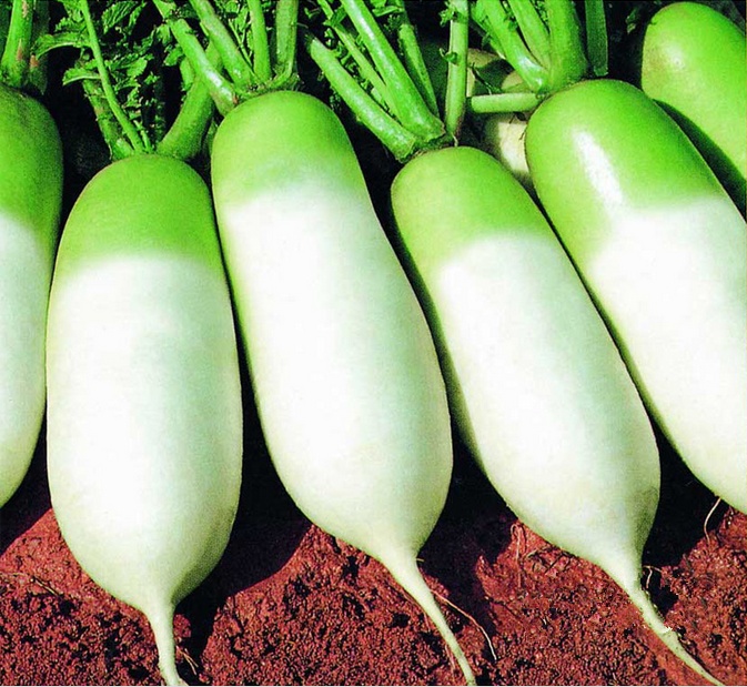 进口翠玉萝卜种子 大青泡菜萝卜水果萝卜种子 春季秋季蔬菜种子 1克约