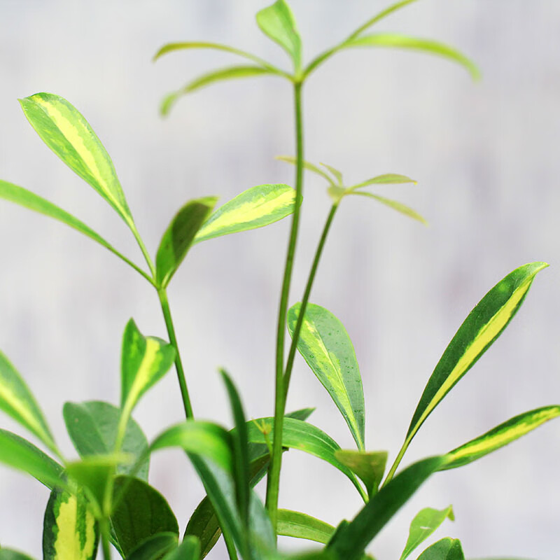 鸭脚木 好养花叶大叶伞室内客厅绿植水培家居盆栽植物吸甲醛 鸭脚木