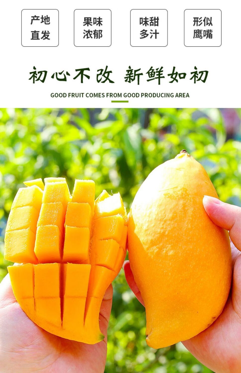 云南鹰嘴芒果新鲜热带水果自然熟新鲜芒果整箱芒果批发