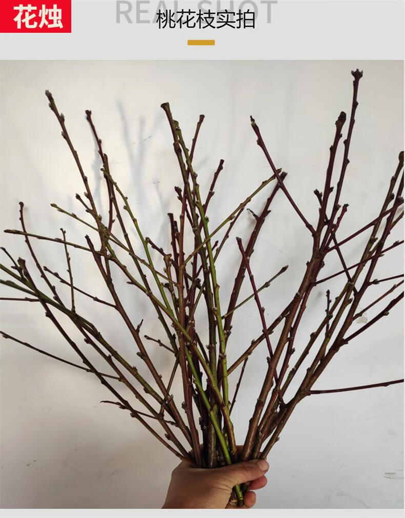 桃花枝桃泡水开花个性干枝鲜树枝干花包阳台摆件轻奢手工装饰插花瓶