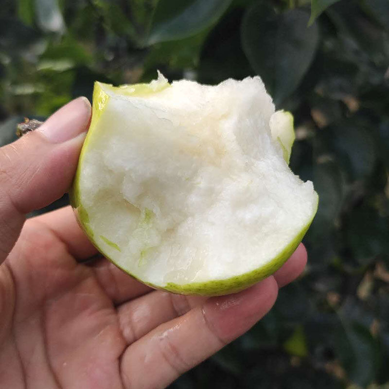 早熟梨新品种翠玉梨518梨树苗嫁接梨苗翡翠梨树苗当年结果两年苗1