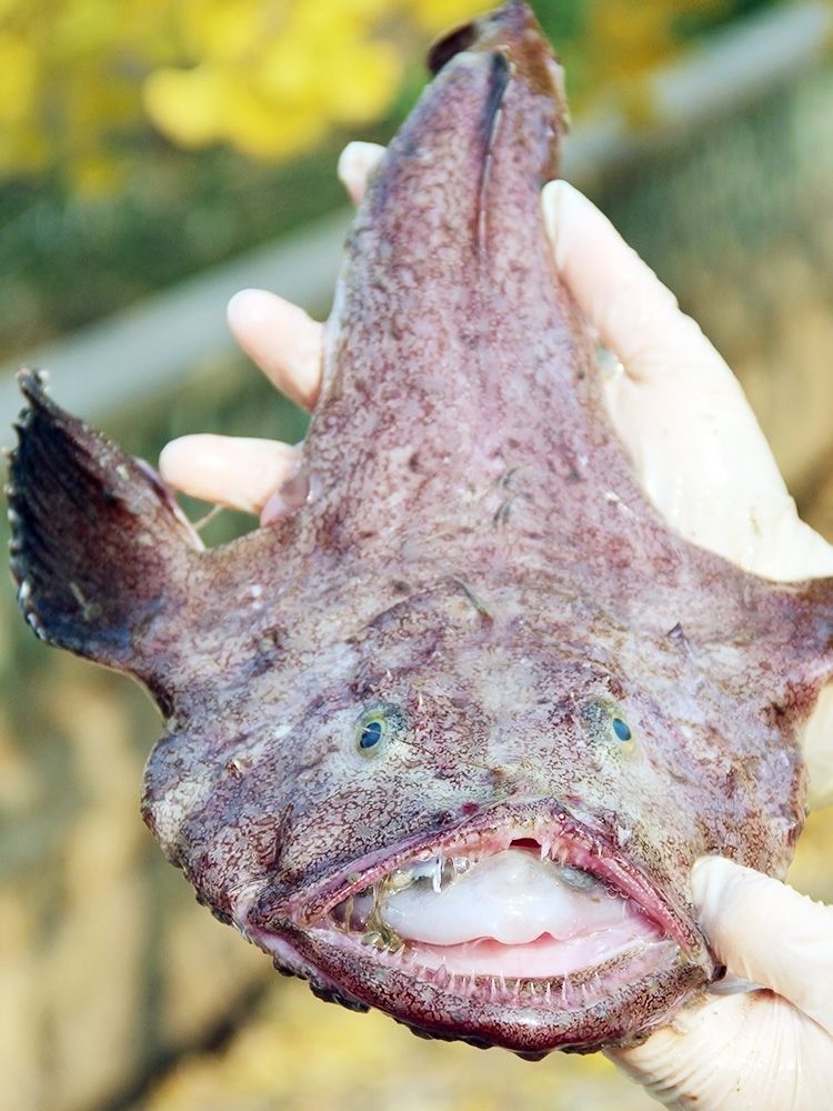 新鲜安康鱼海捕鲜活速冻灯笼鱼海鲜水产新加明亚 4-4.