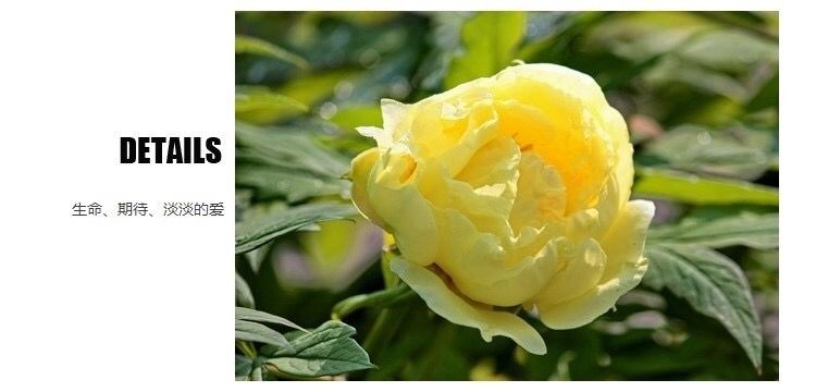 牡丹花苗种植有什么需要注意的吗