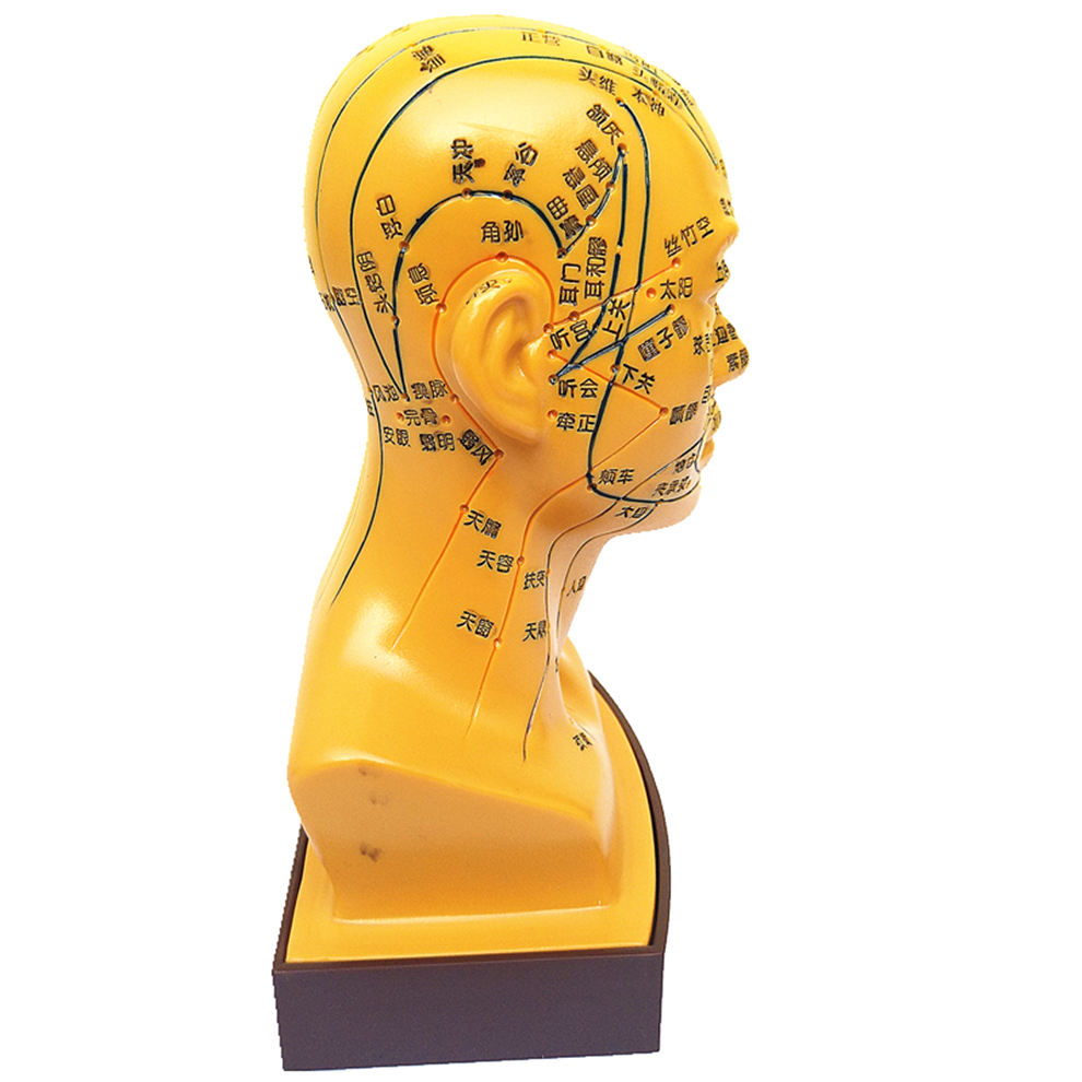 丰帆 丰帆头部针灸穴位模型 超清晰刻字版人体面部脑袋