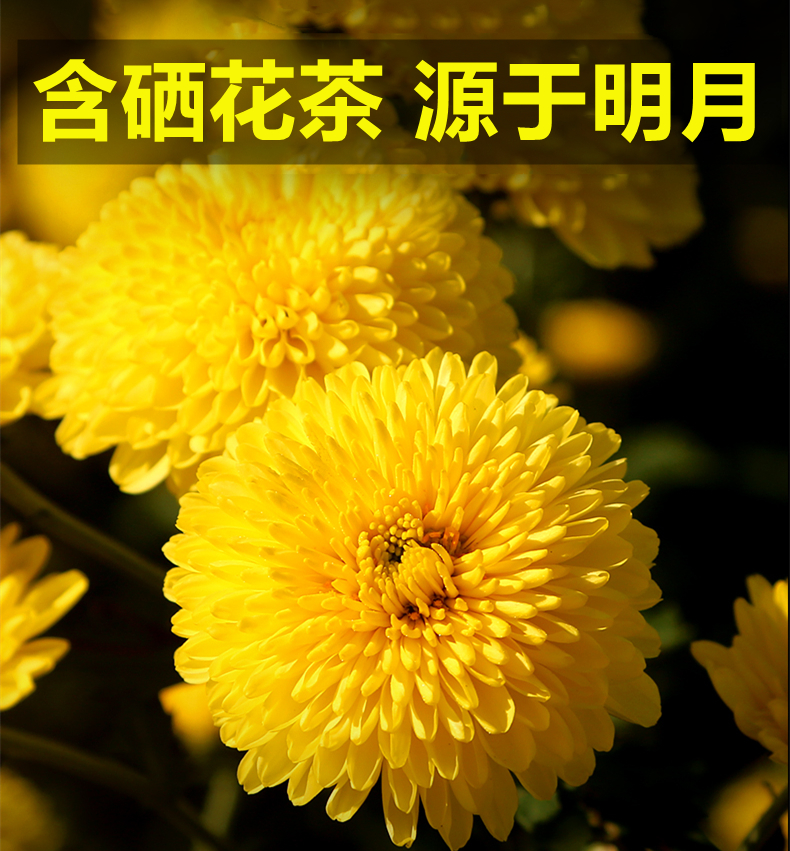明月山皇菊 明月情温汤含硒皇菊菊花礼盒 宜春明月山特产富硒花茶 一