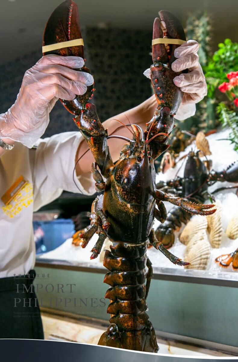 十里馋 波士顿龙虾波龙鲜活冷冻超大龙虾大波龙冷冻速冻冰鲜活冻 4000