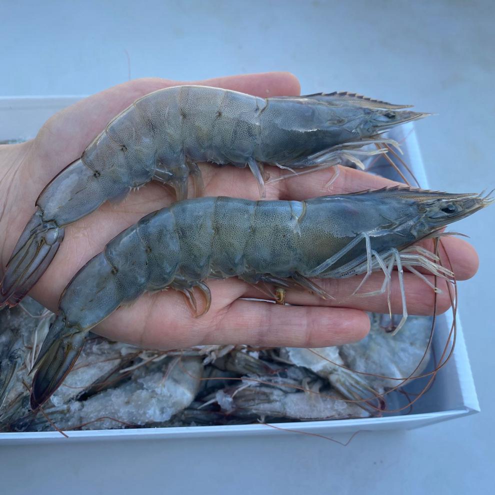 新鲜海捕特大海虾王超大鲜活冷冻活虾青虾明虾基围虾鲜虾对虾 1800g