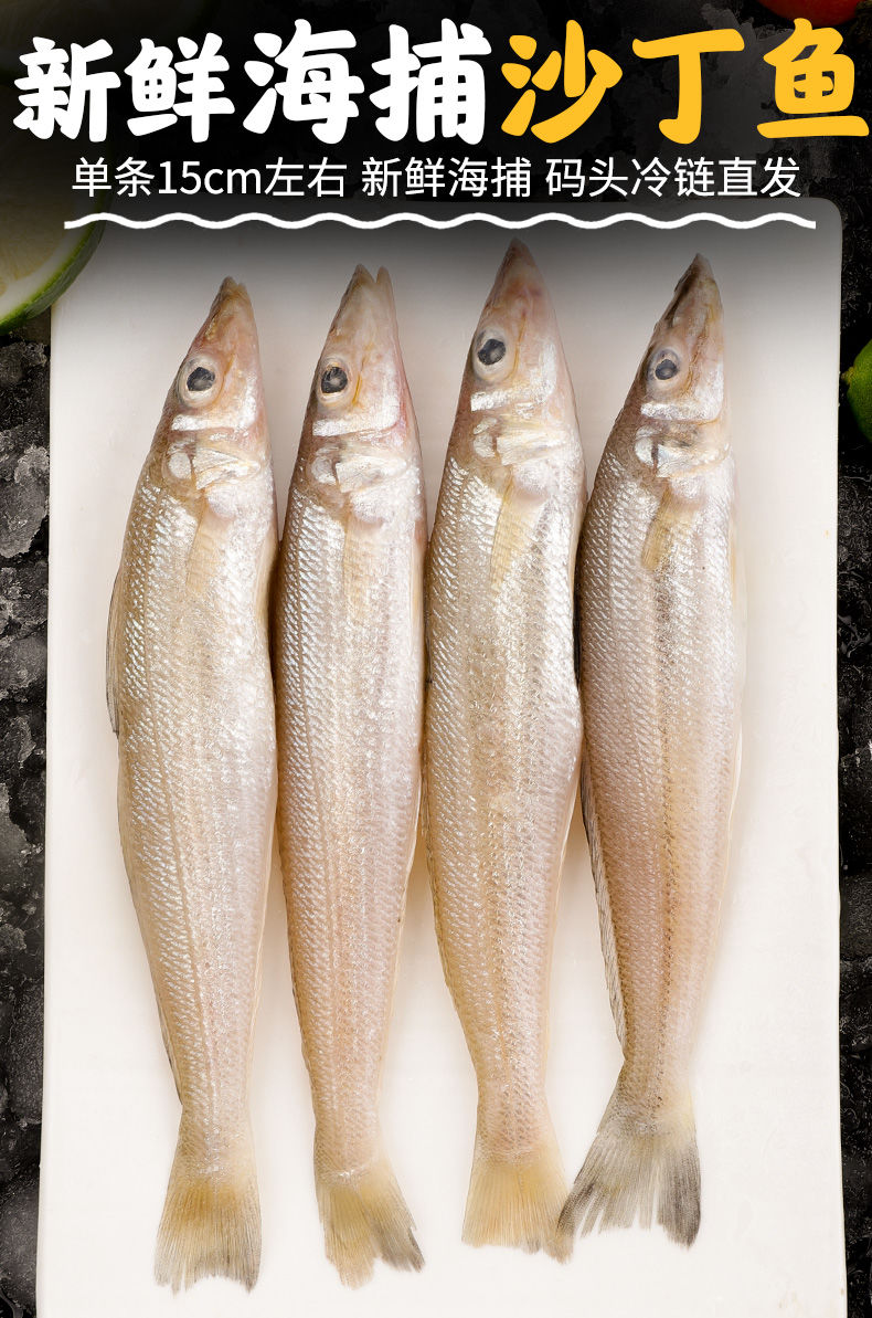 沙丁鱼新鲜海捕深海鱼冷冻速冻冰鲜海鲜水产沙钻鱼沙梭鱼 诺斯食美 特