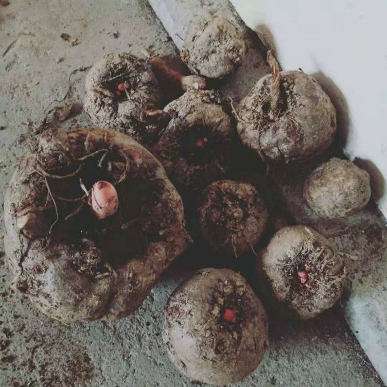 活灰菜鲜魔芋豆腐火锅配菜农家自制四川巴中土特产手工老魔芋 二斤装