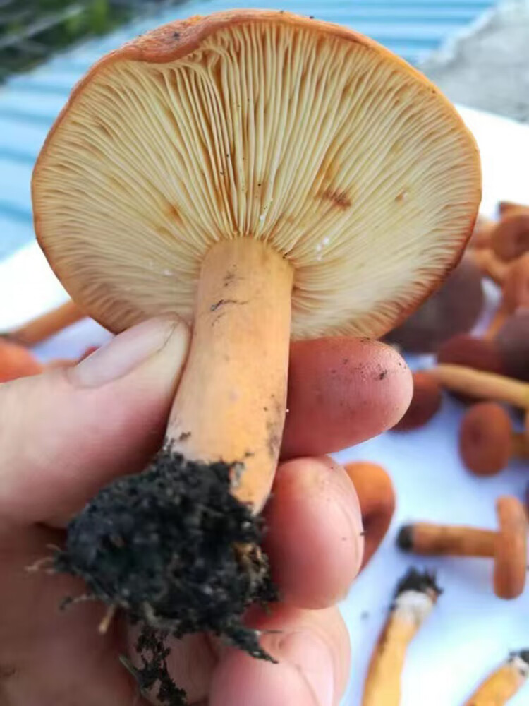 奶浆菌贵州深山野生生蘑菇森林新鲜现摘食用小菌子顺丰 现新鲜枞毛菌