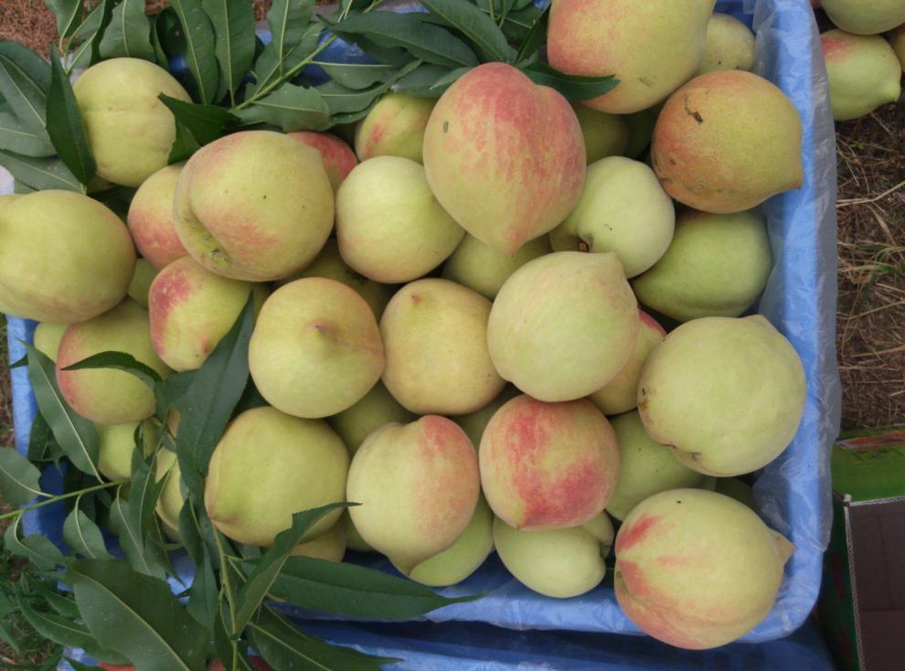 韶关鹰嘴桃新鲜水果广东翁源特产大桃子水蜜桃脆甜大果现摘超大果约23